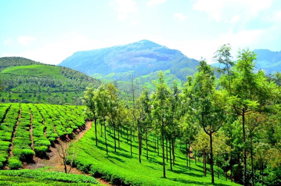 Balanced Darshan in Munnar