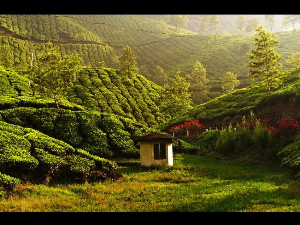 Family Yatra in Munnar