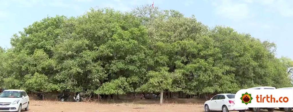 Kantharpur Banyan Tree