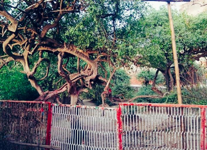 Nidhivan Temple