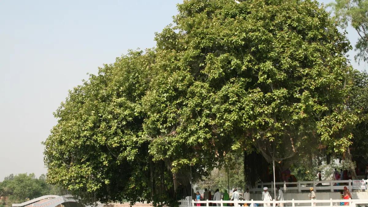A spreading banyan tree above a white railed platform at Jyotisar in Kurukshetra district, Haryana